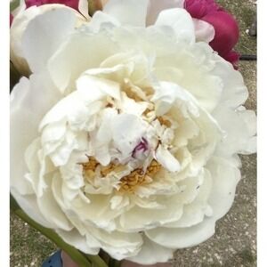Peony Root Division 3-4 Eyes Bare Root Hardy Perennial Garden Plant White Bloom